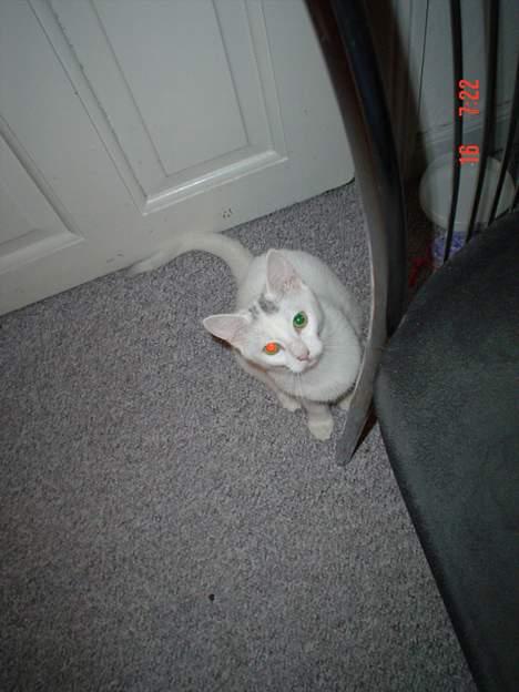 Huskat missi - hvad? er der noget galt med mine øjne? billede 11