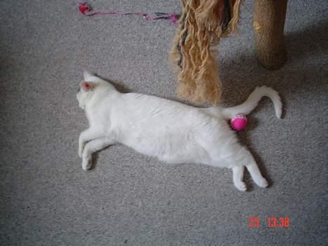 Huskat missi - er så trætt gabbb billede 12