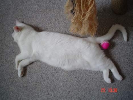 Huskat missi - stadig træt..... billede 13