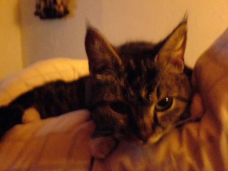 Blanding af racer whisky - stirre konkurence..... billede 1