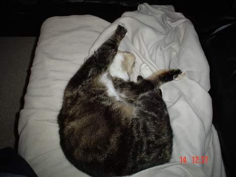 Blanding af racer whisky - gab væk mig om en time..... billede 2