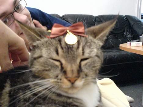 Blanding af racer whisky - ja så blev jeg endelig kroned... hæ hæ billede 7