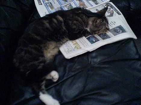 Blanding af racer whisky - jeg elsker at læse den blå avis..  billede 9