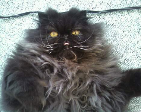 Perser Charlie billede 10