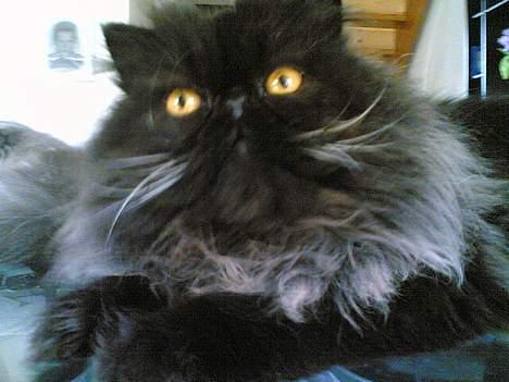 Perser Charlie billede 11