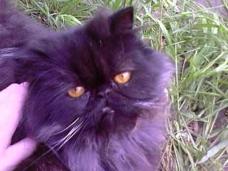 Perser Charlie billede 12