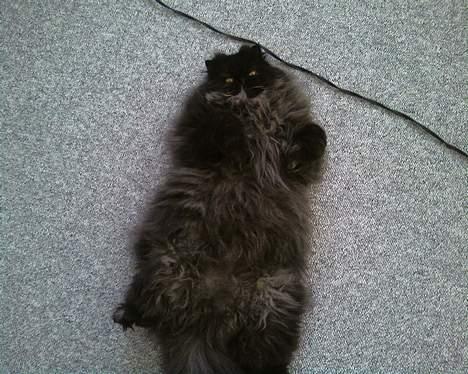 Perser Charlie billede 13