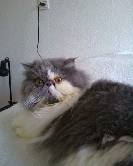 Perser Chucky billede 13