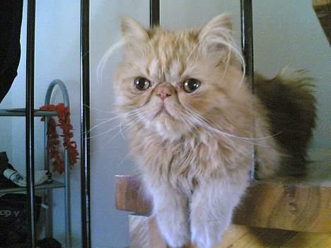 Perser Mandse billede 12