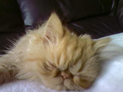 Perser Mandse billede 13