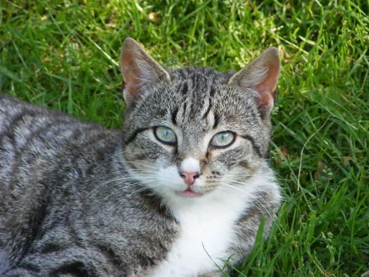 Blanding af racer Bølle - Heej og velkommen til Bølles profil billede 1