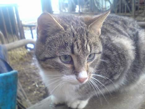 Blanding af racer Bølle - hej igen billede 2