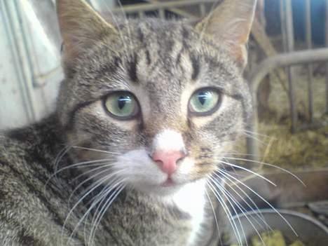 Blanding af racer Bølle billede 3