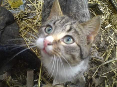 Blanding af racer Bølle billede 4