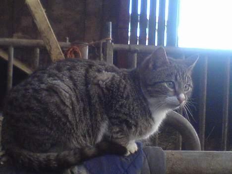 Blanding af racer Bølle billede 5