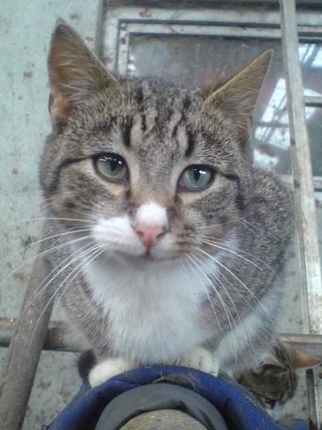 Blanding af racer Bølle - hvad laver duh ? billede 6