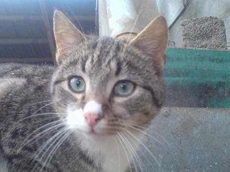 Blanding af racer Bølle billede 7