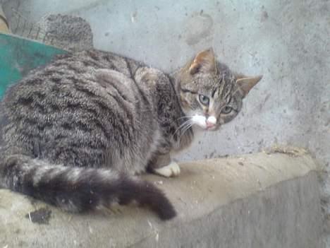 Blanding af racer Bølle billede 8