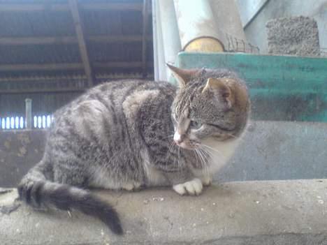 Blanding af racer Bølle billede 9