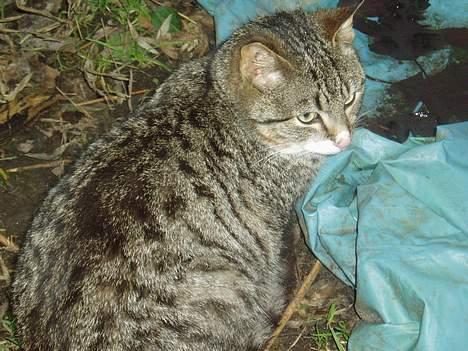 Blanding af racer Bølle billede 10