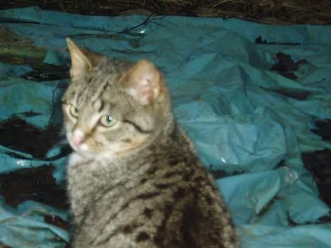 Blanding af racer Bølle billede 11