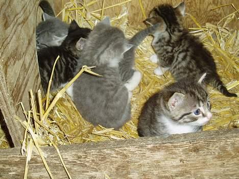 Blanding af racer Bølle - det er bølle der sidder aller forest billede 12