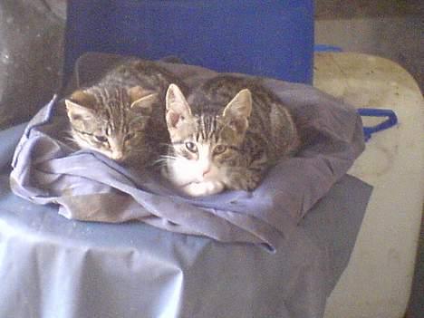 Blanding af racer Bølle - Bølle og Frida  billede 13