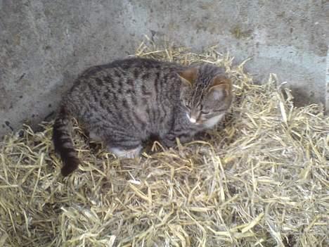 Blanding af racer Bølle billede 14