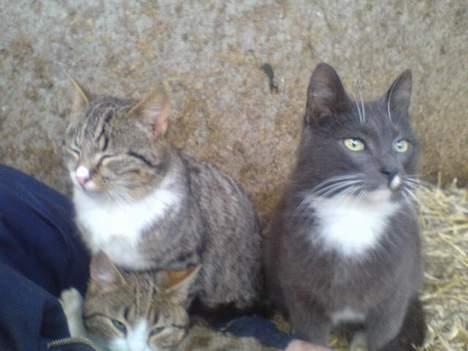 Blanding af racer Bølle - du skal lii åbne øjnene Bølle billede 15