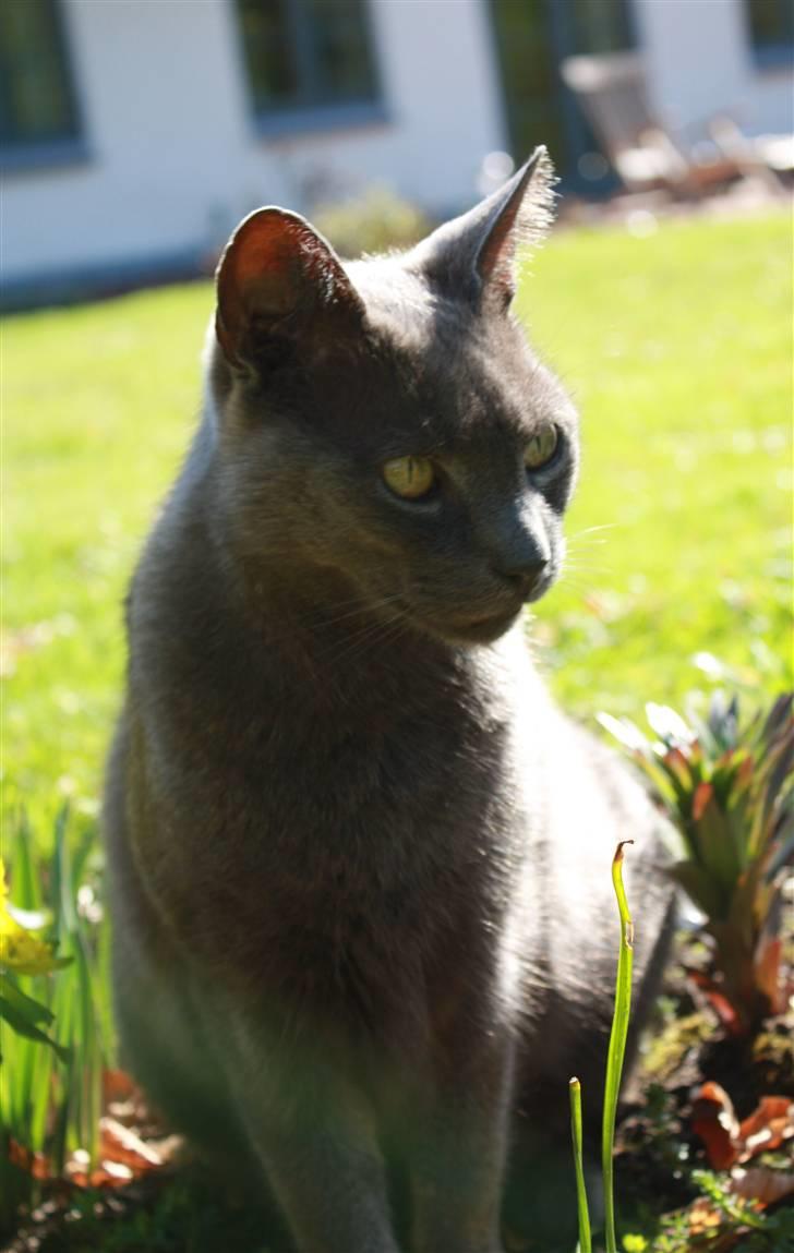 Huskat Figaro  - :) Fotograf; JMP© billede 7