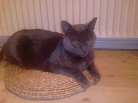 Huskat Figaro  - Figaro ligger på sådan en halløj d: Han eelsker den :D billede 8