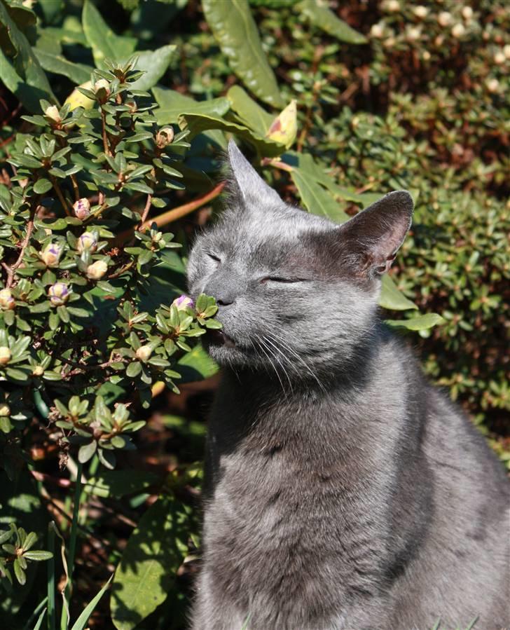 Huskat Figaro  - Dufter godt :) Fotograf; JMP© billede 9