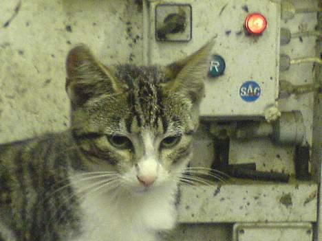 Blanding af racer Frida død - velkommen til Fridas profil billede 1