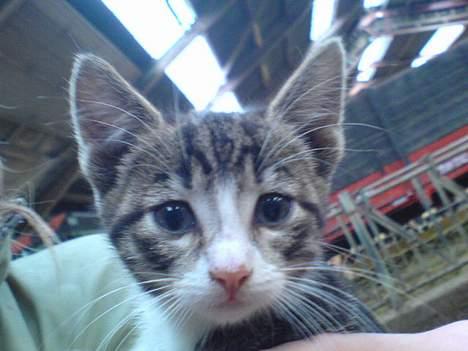 Blanding af racer Frida død billede 2