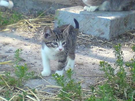 Blanding af racer Frida død billede 3