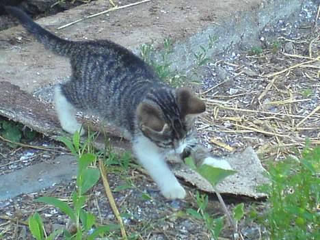 Blanding af racer Frida død billede 4