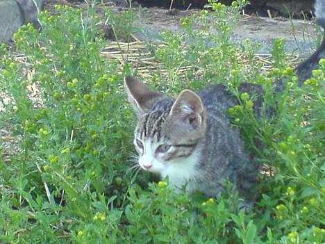 Blanding af racer Frida død billede 5