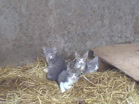 Blanding af racer Frida død - Frida forest  billede 7