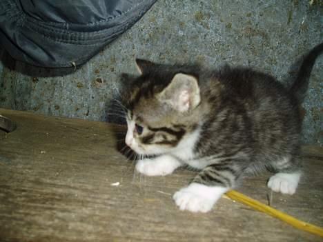 Blanding af racer Frida død billede 8