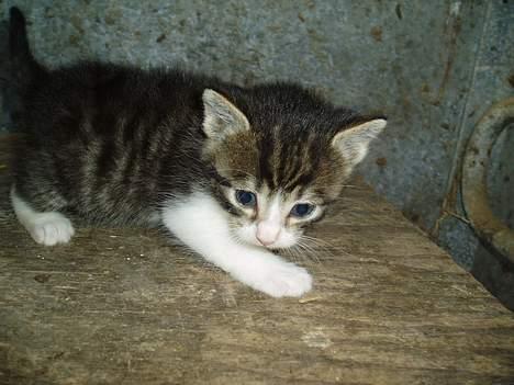 Blanding af racer Frida død - Er jeg ikke søød ? billede 9