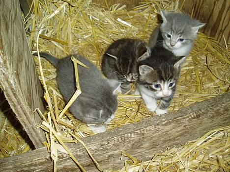 Blanding af racer Frida død - Frida forest i midten  billede 10
