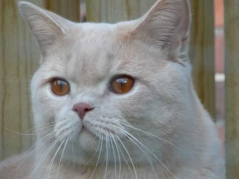 British Shorthair urban - urban er ved at blive voksen billede 11