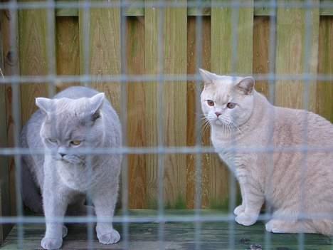 British Shorthair urban - urban og coco vover sig ud i kulden billede 12