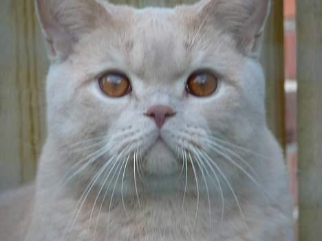 British Shorthair urban - jeg syntes selv jeg er en flot fyr billede 13
