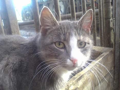 Blanding af racer Lille My  billede 9