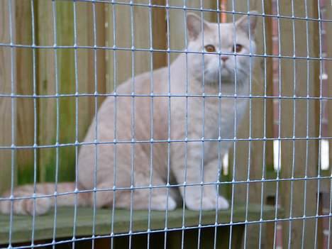 British Shorthair urban - ta nu det foto jeg gider ikk sidde stille længere !!!! billede 14