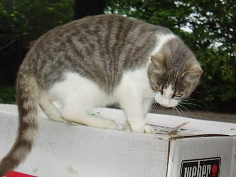 Blanding af racer Mille billede 9