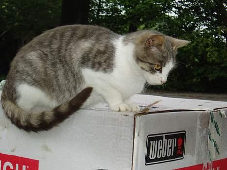 Blanding af racer Mille billede 10