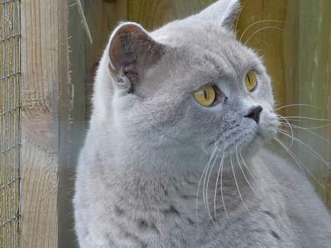 British Shorthair coco - min smukke coco ser på fugle  billede 10