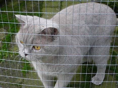 British Shorthair coco - såååå søøøød er han billede 11